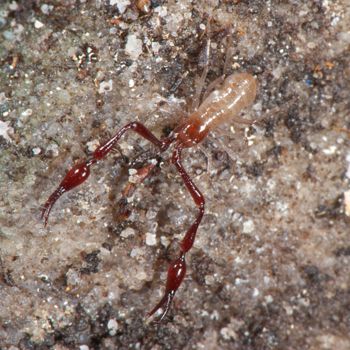Media type: image;   Invertebrate Zoology 21577